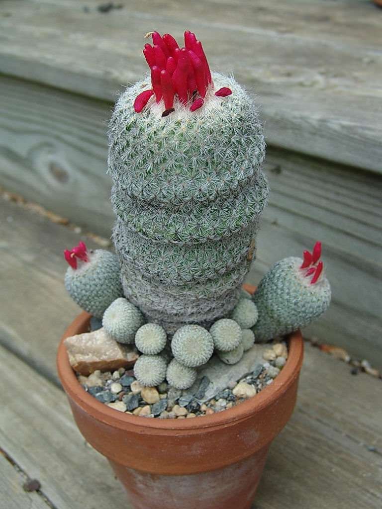 Button Cactus